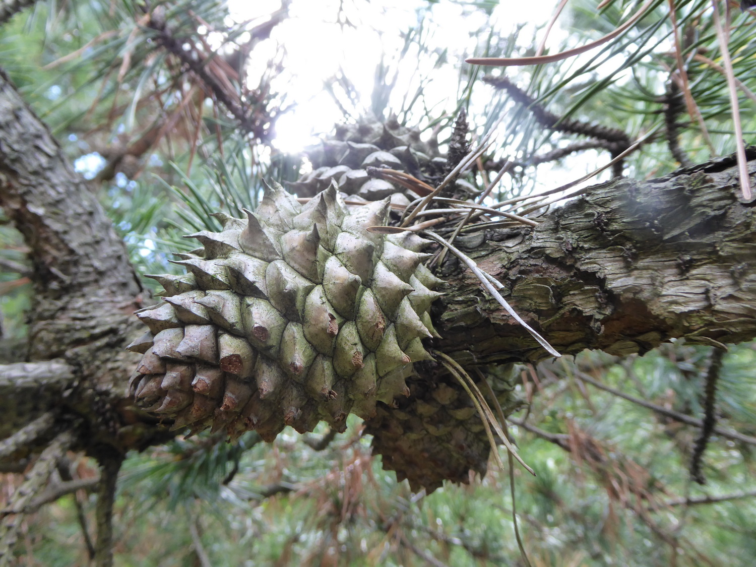 Pinus pungens - Dresden Botanischer Garten - September 2015