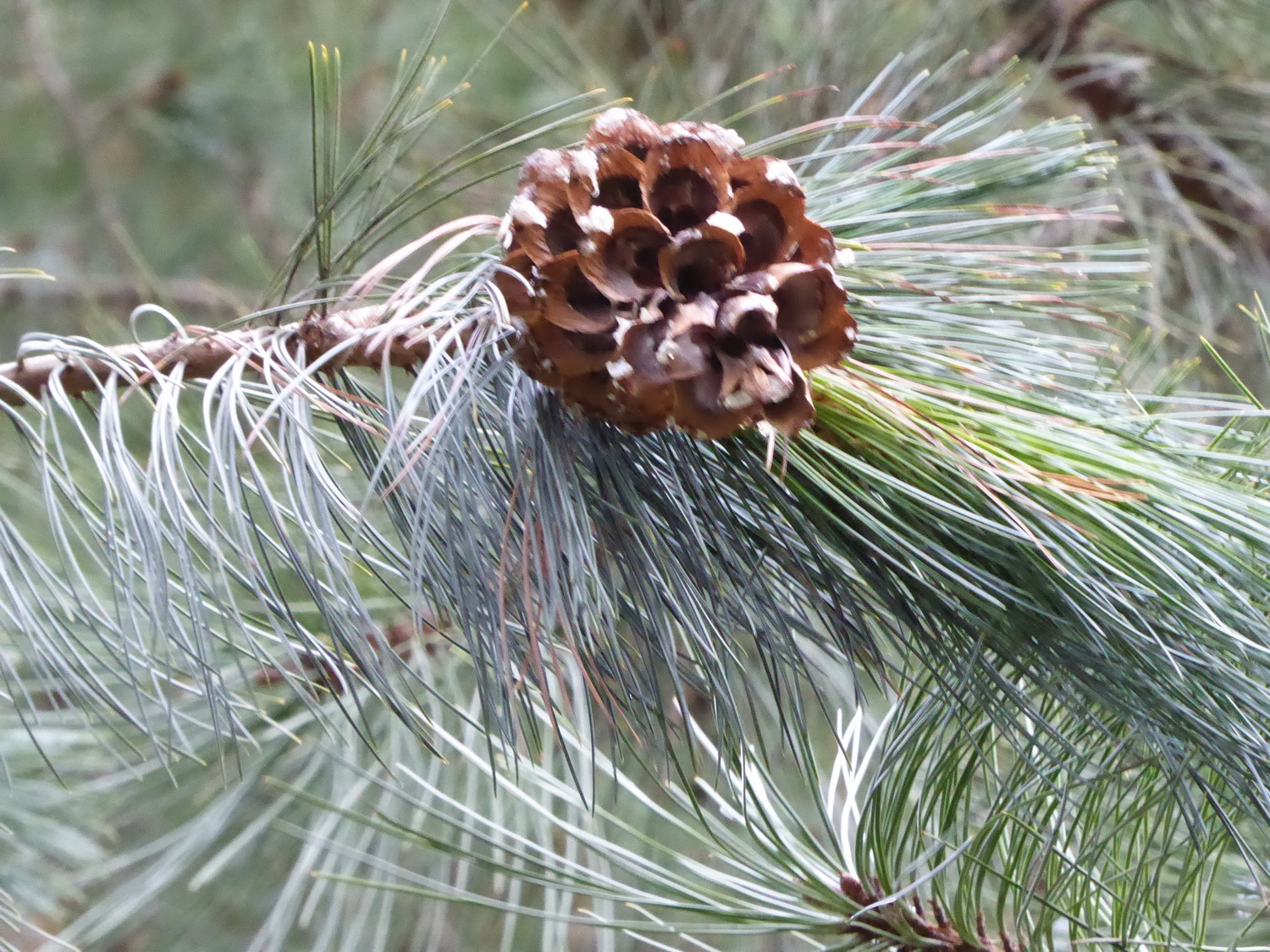 Pinus strobiformis - Dresden Botanischer Garten - Februar 2023