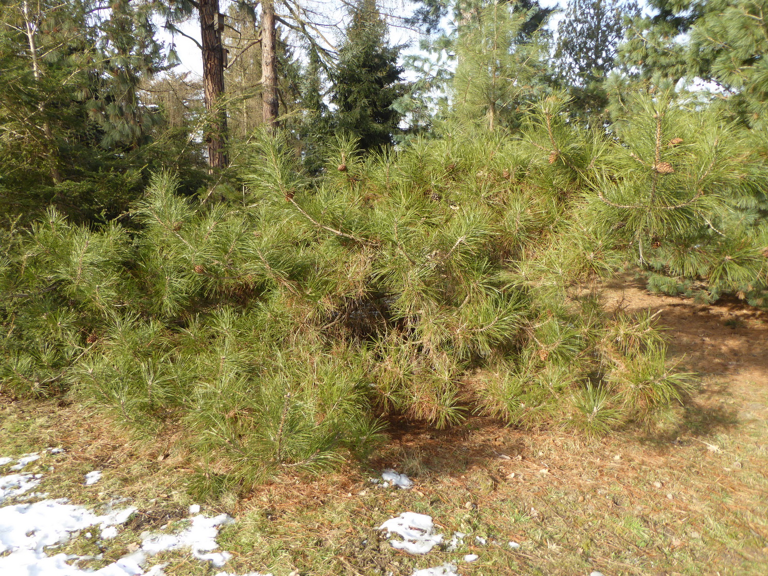 Pinus yunnanensis