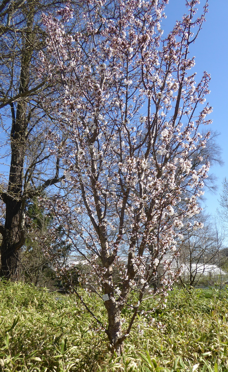 nipponica Prunus var. kurilensis