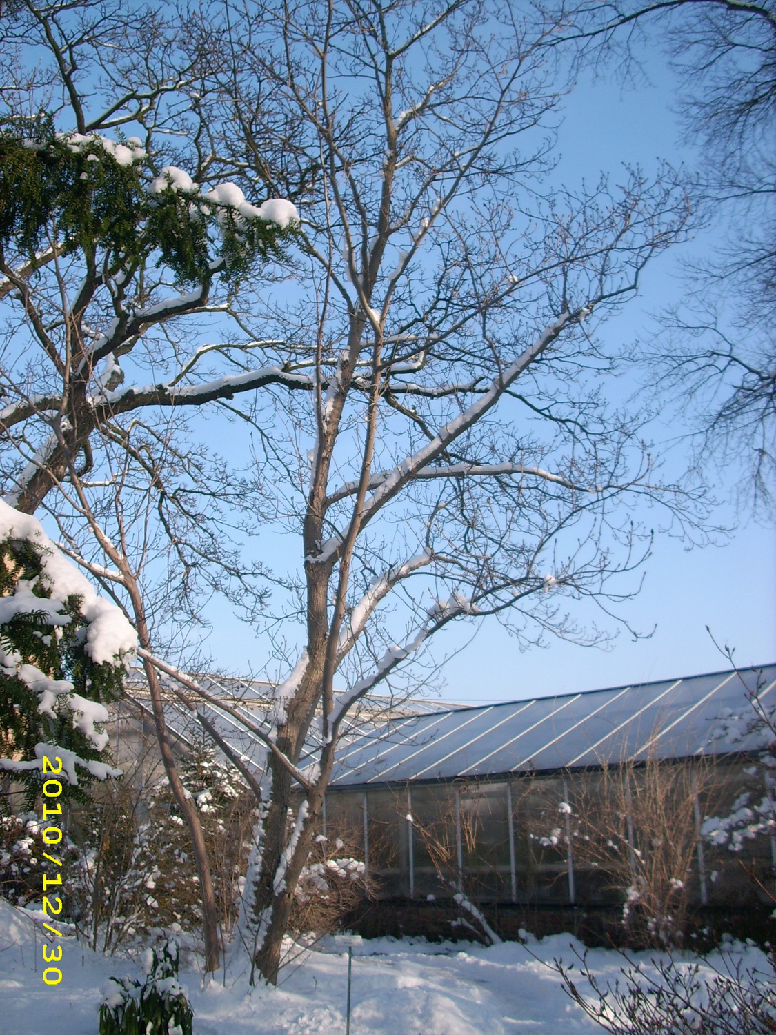 Pterocarya rhoifolia