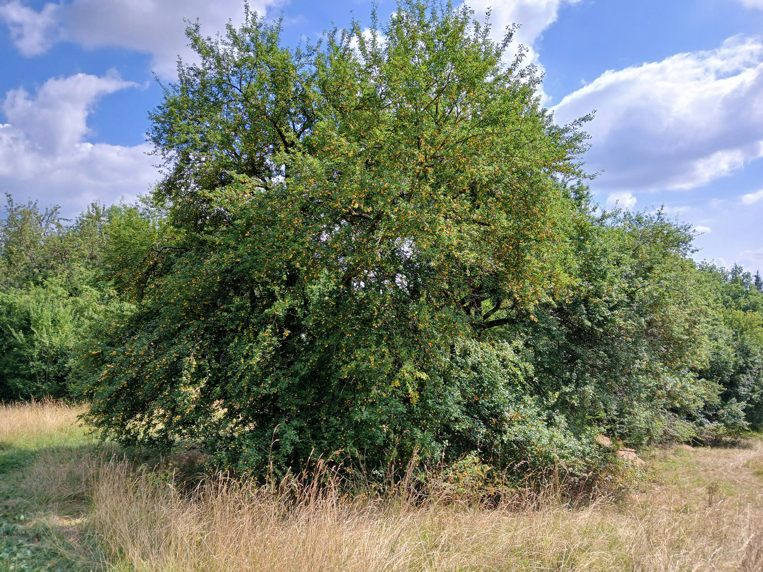 Mirabelle, Sorte unbestimmt - Dusslingen - Juli 2025