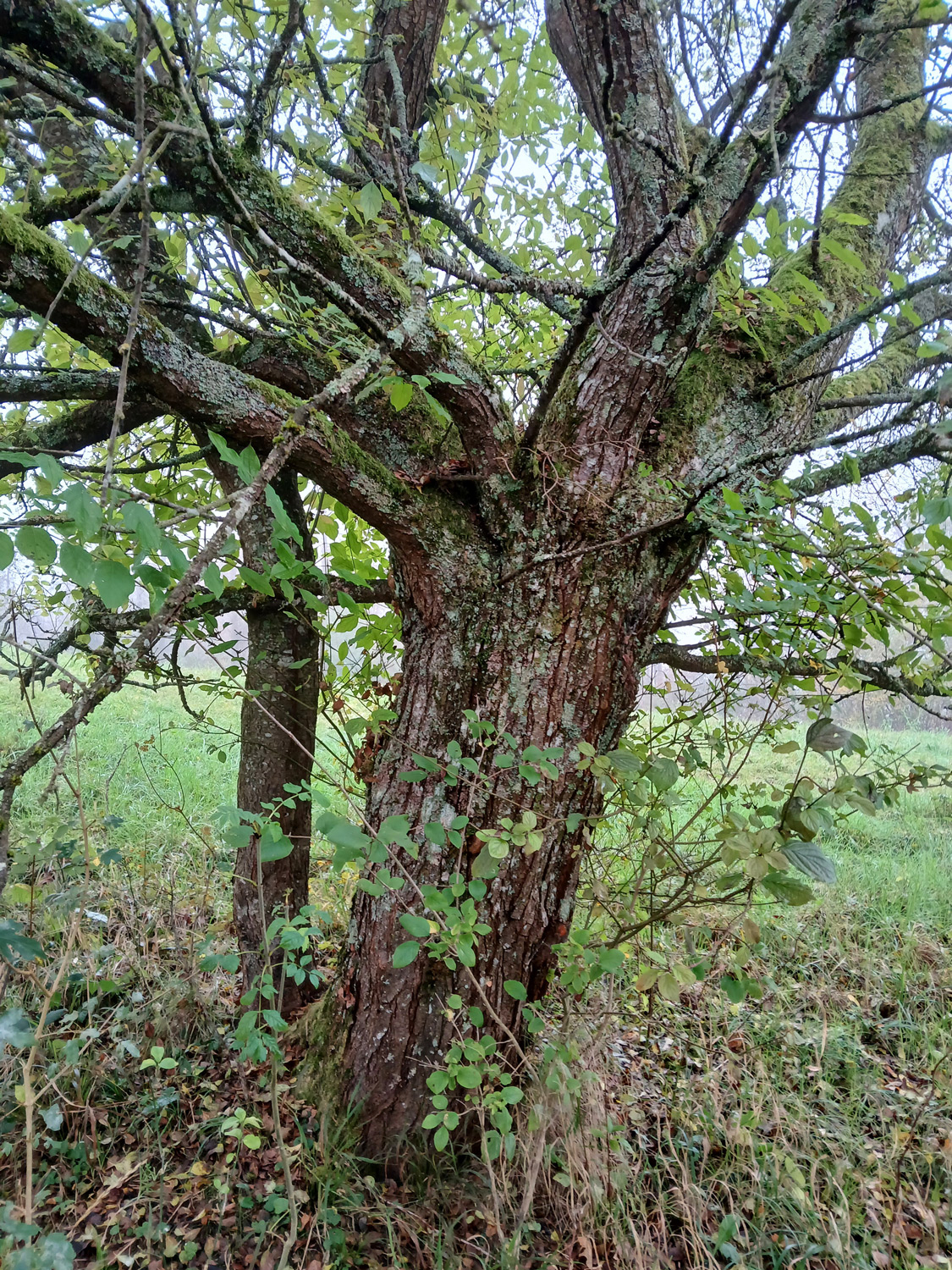 Mirabelle, Sorte unbestimmt - Dusslingen - Nov. 2024