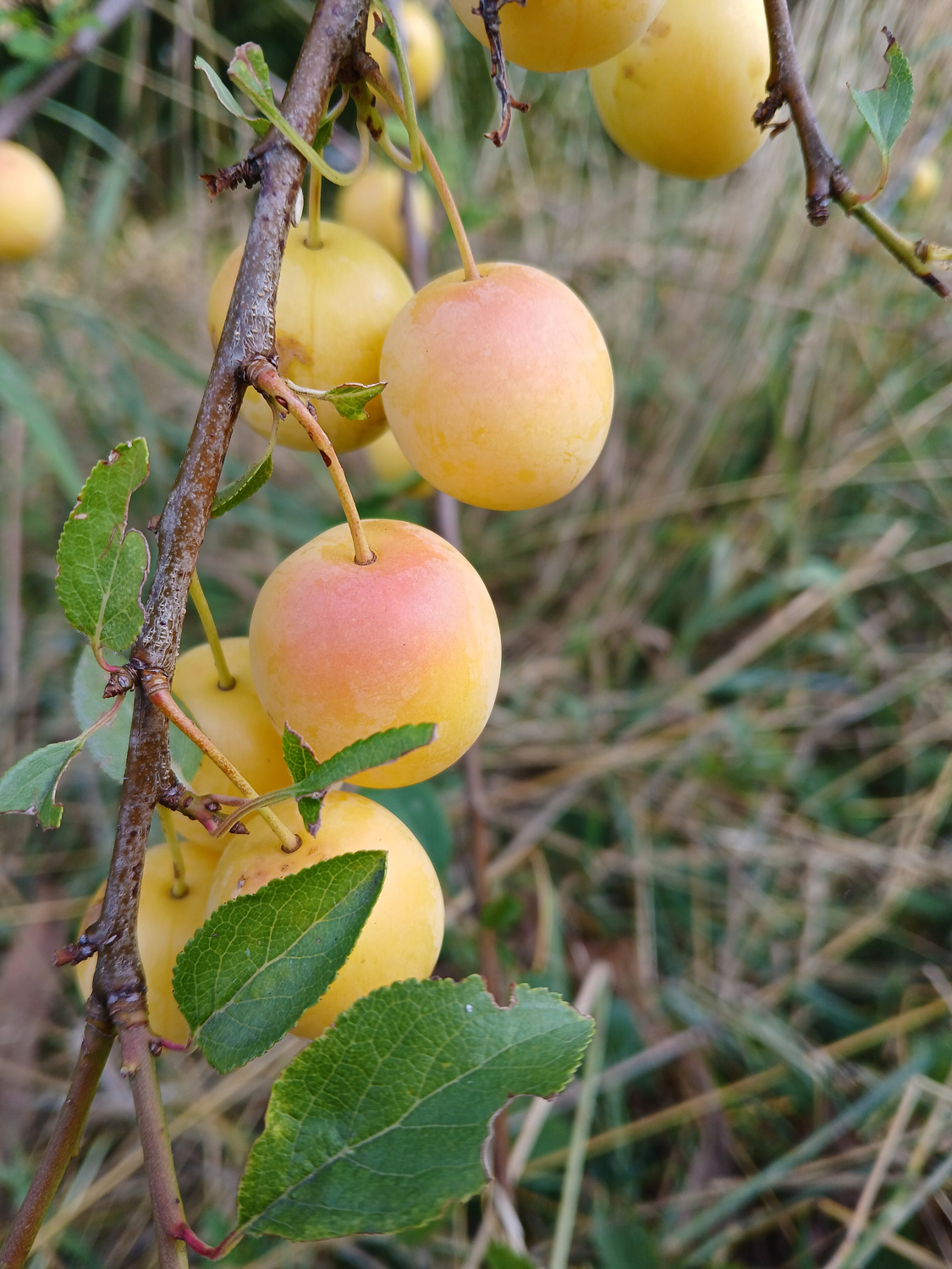 Mirabelle, Sorte unbestimmt - Dusslingen - Juli 2025