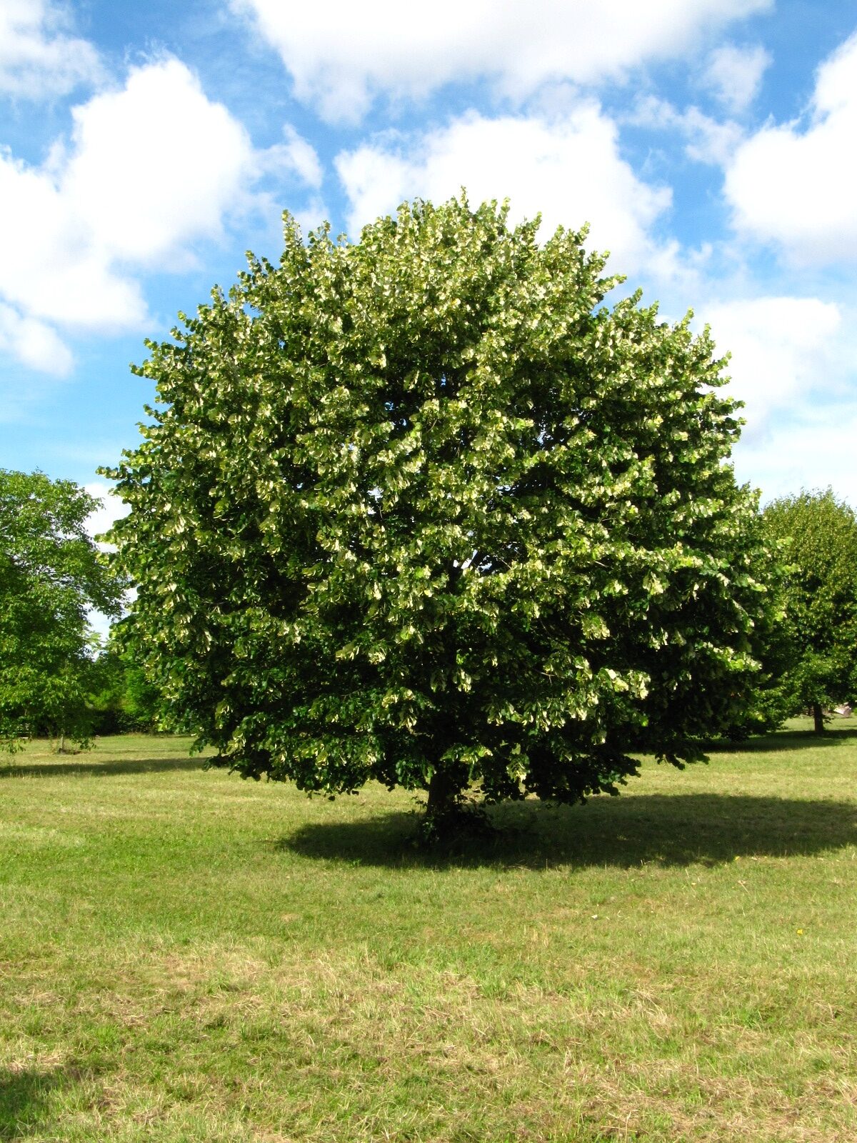 'Silver Globe' Tilia tomentosa