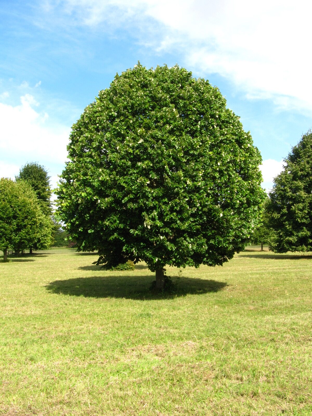 'Hungary Globe' Tilia tomentosa