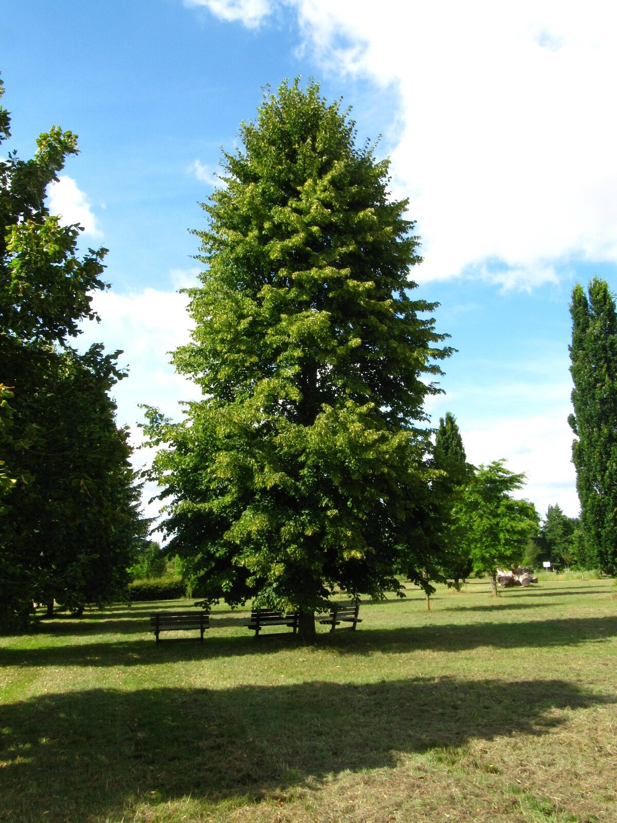 'Glenleven' × flavescens Tilia
