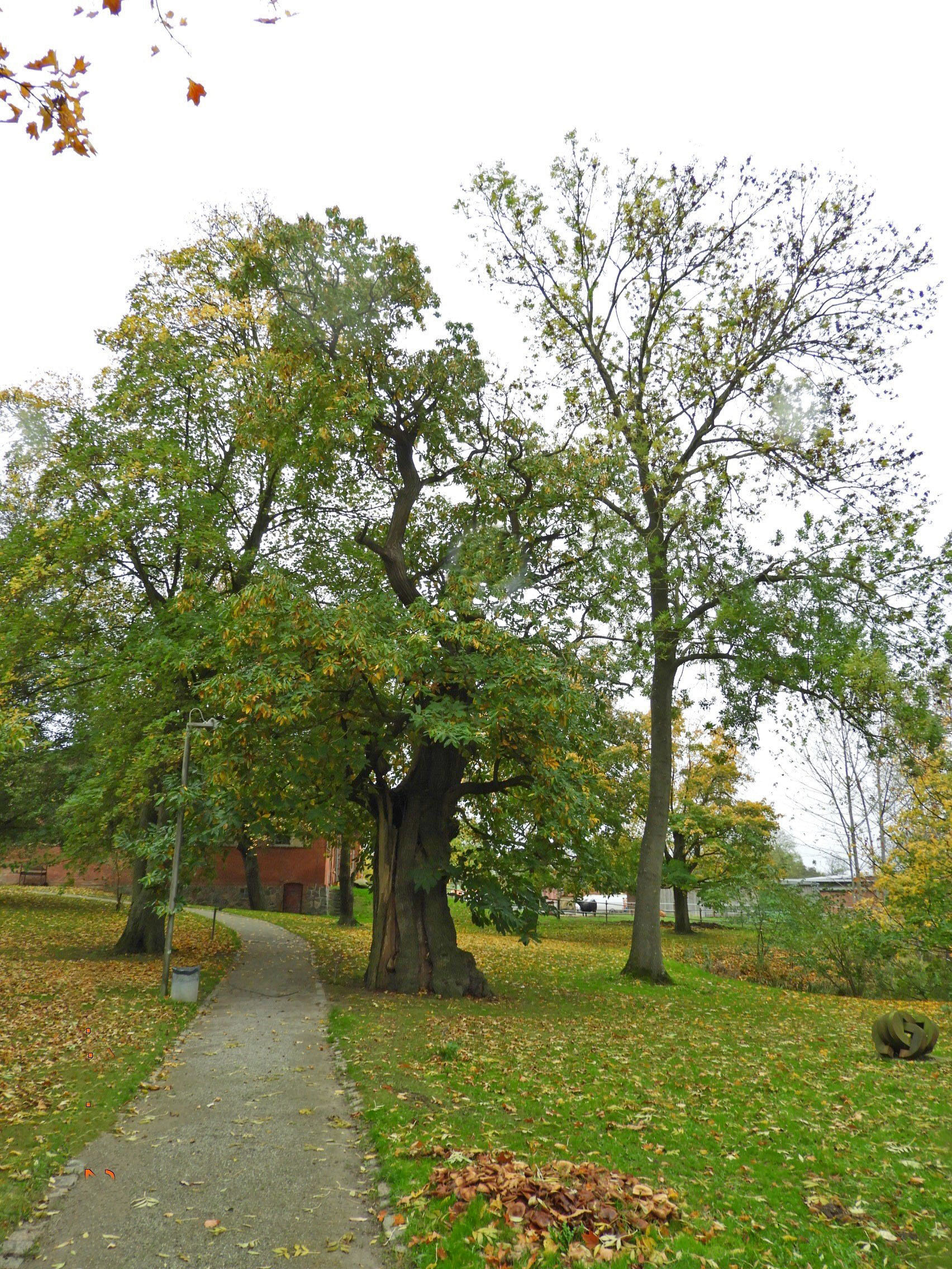 Castanea sativa - Gut Hohen Luckow, Ansicht von Norden - Okt. 2025