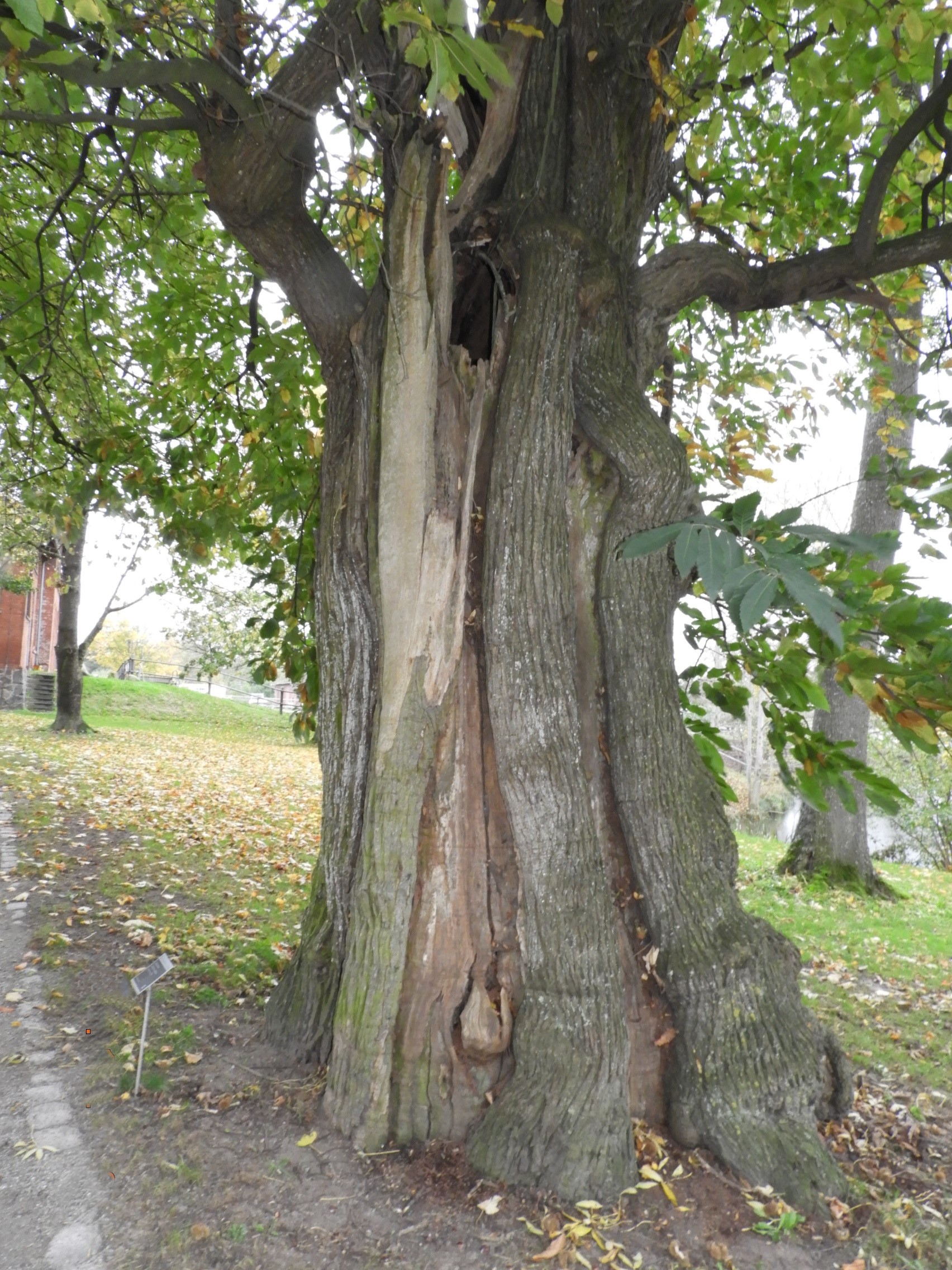 Castanea sativa - Gut Hohen Luckow, Stamm-Ansicht von Norden - Okt. 2025