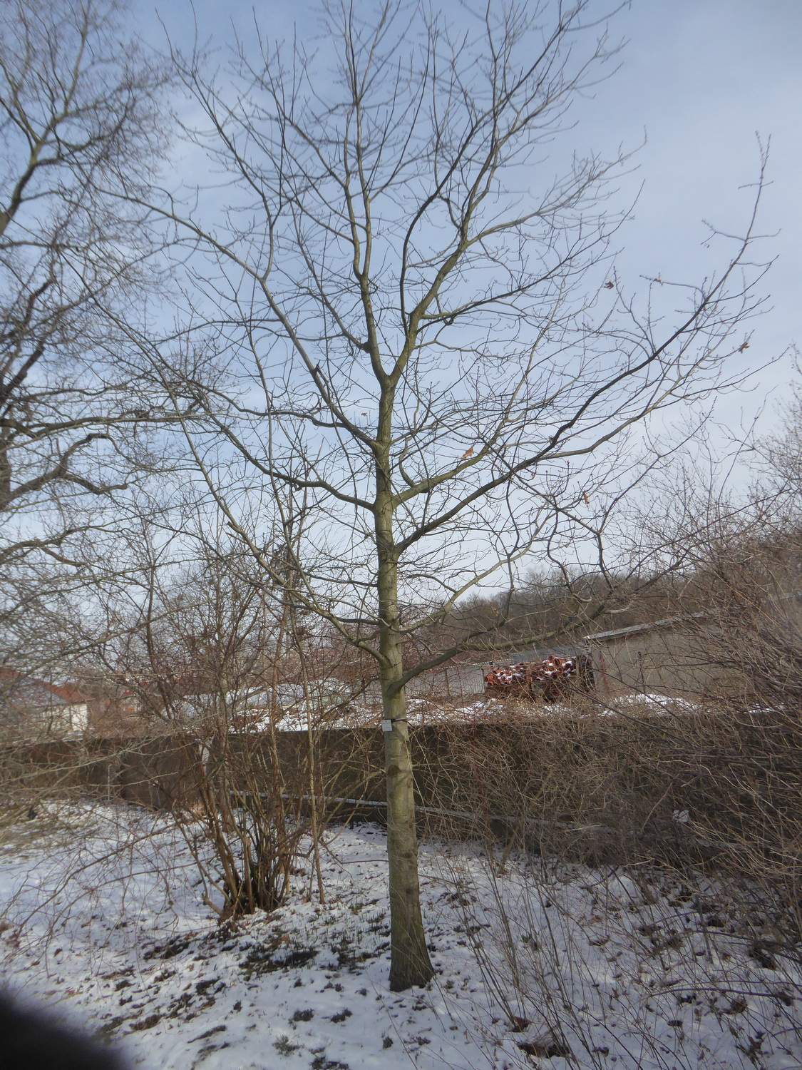 ellipsoidalis Quercus