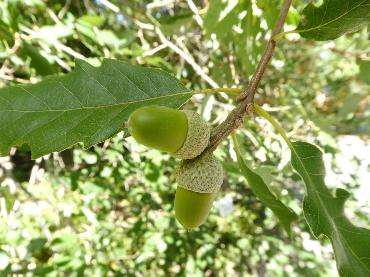 Quercus infectoria var. veneris - Dresden Botanischer Garten - Oktober 2021