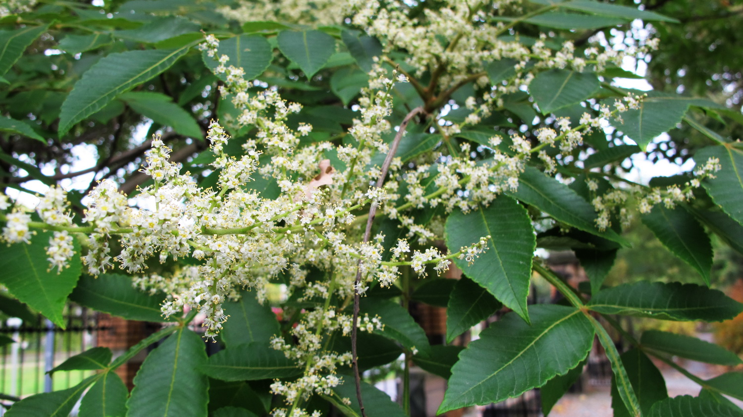 Rhus chinensis - Dresden Botanischer Garten - Oktober 2012