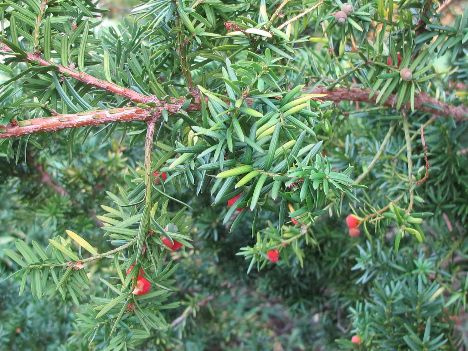 Taxus cuspidata var. nana - Dresden Botanischer Garten - Oktober 2012