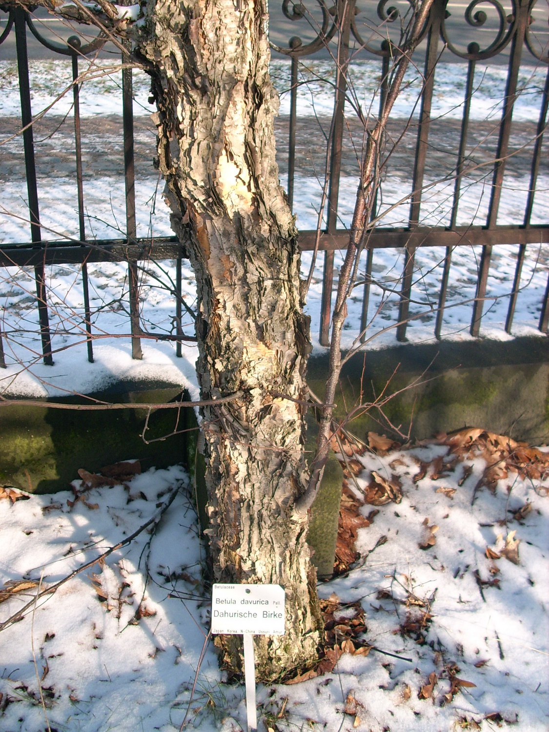 Betula dahurica