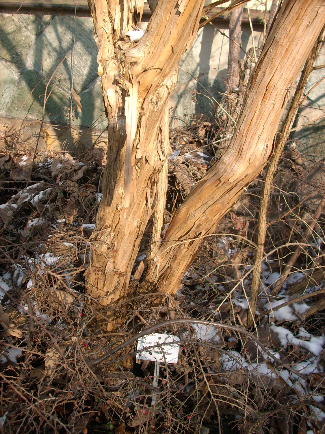 Buddleja lindleyana - Dresden Botanischer Garten - Januar 2011