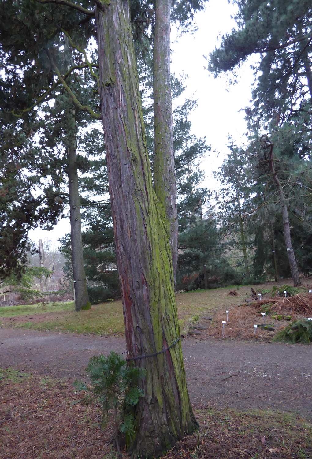 Calocedrus decurrens - Dresden Botanischer Garten - Februar2023