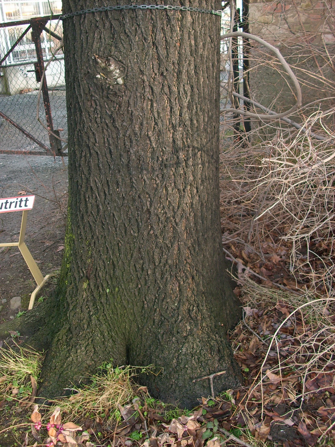 Carya cordiformis - Dresden Botanischer Garten - Januar 2011
