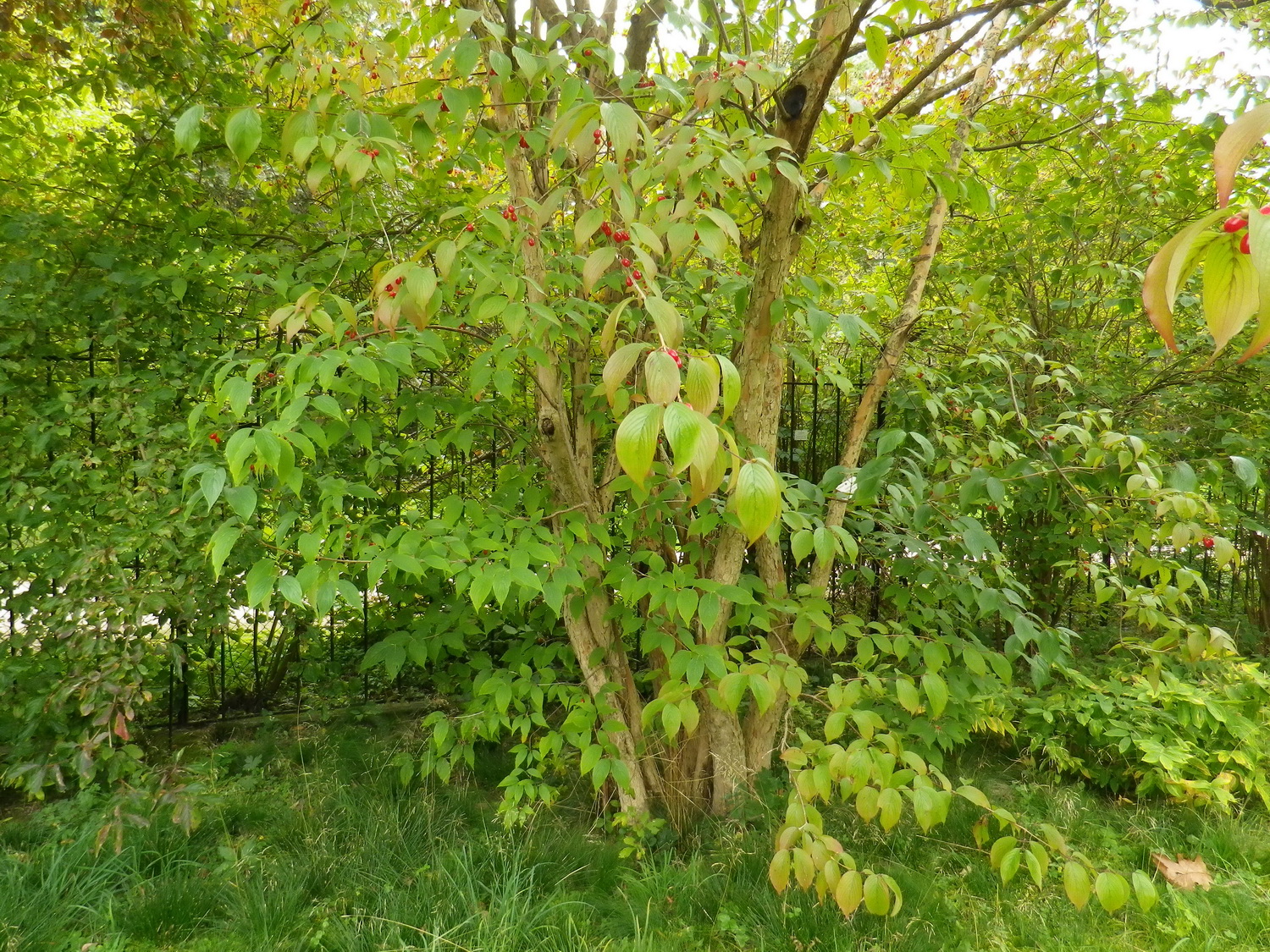 Cornus officinalis - Dresden Botanischer Garten - Oktober 2012