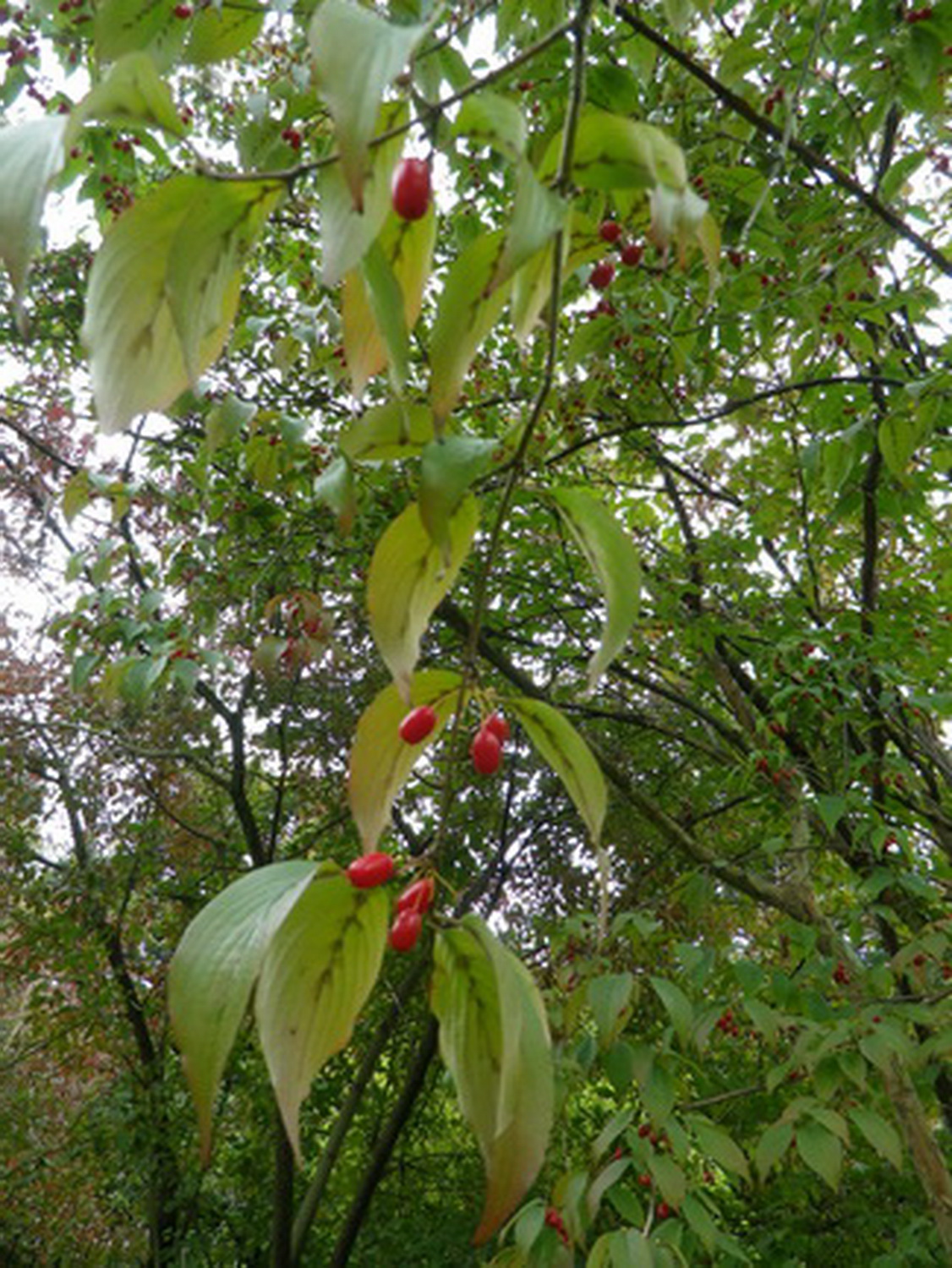Cornus officinalis - Dresden Botanischer Garten - Oktober 2012