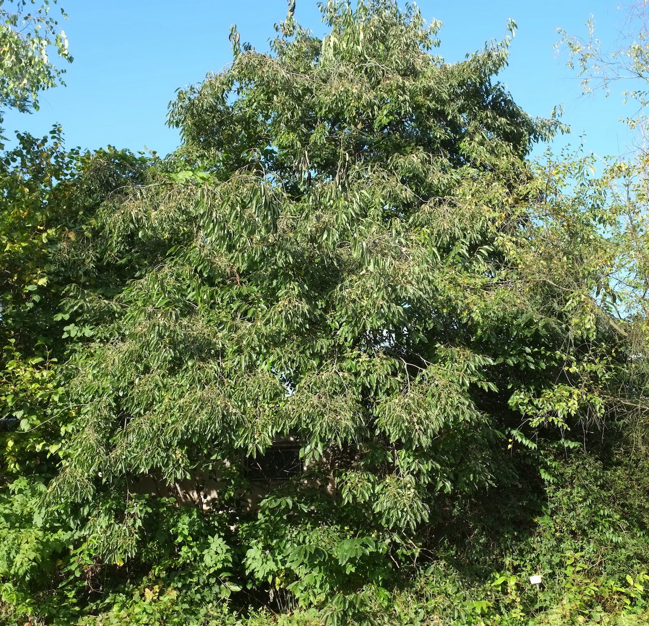 Diospyros virginiana