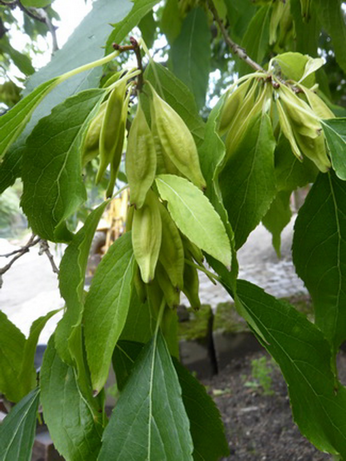 Eucommia ulmoides - Dresden Botanischer Garten - September 2022