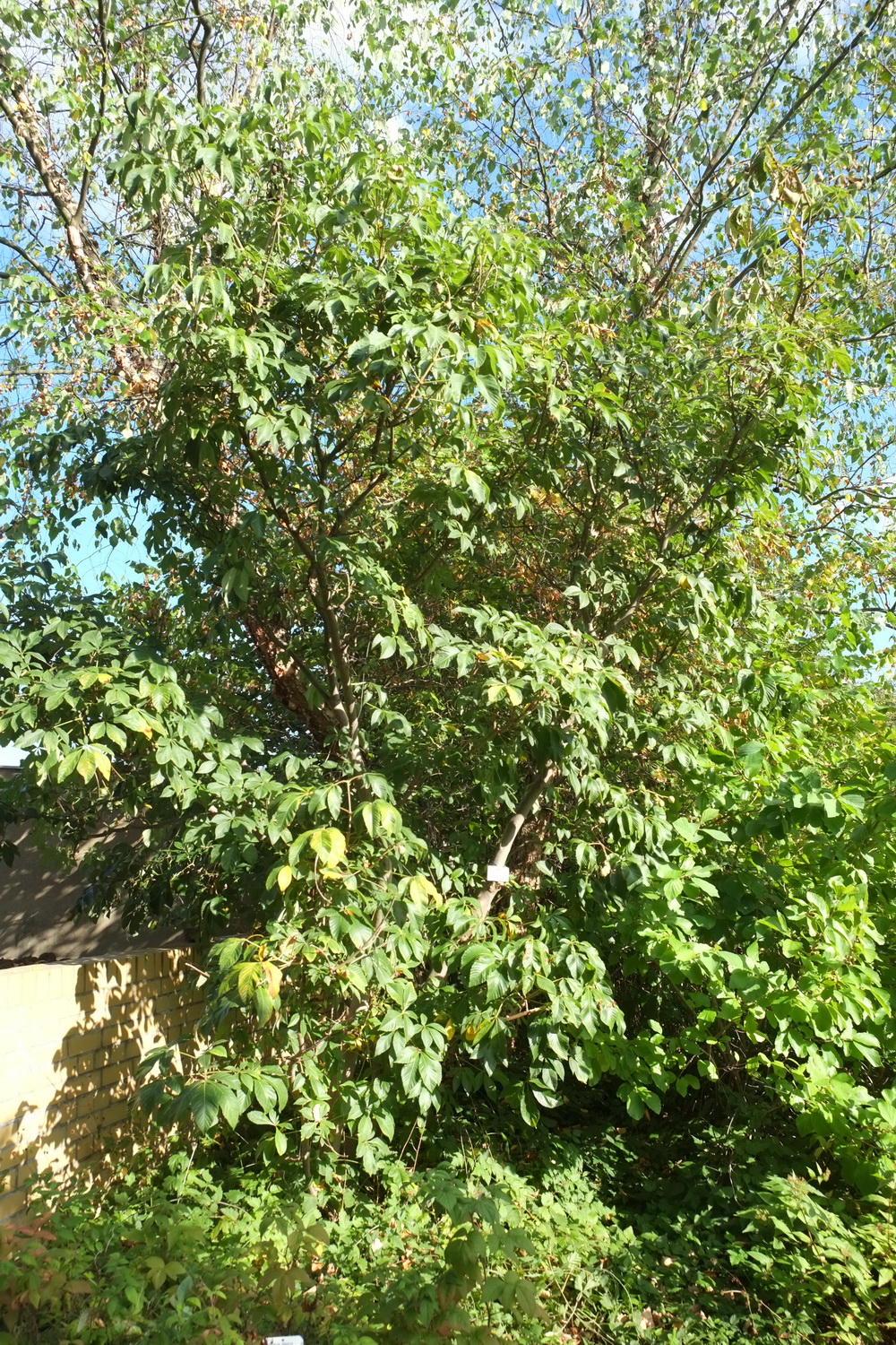 Aesculus pavia
