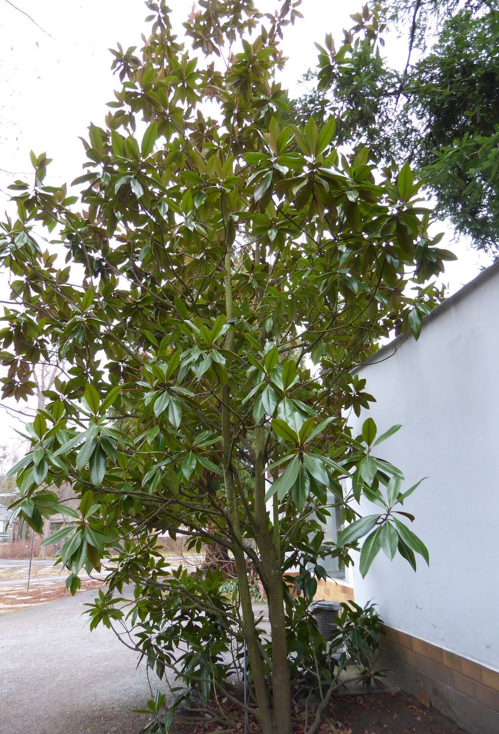 grandiflora Magnolia