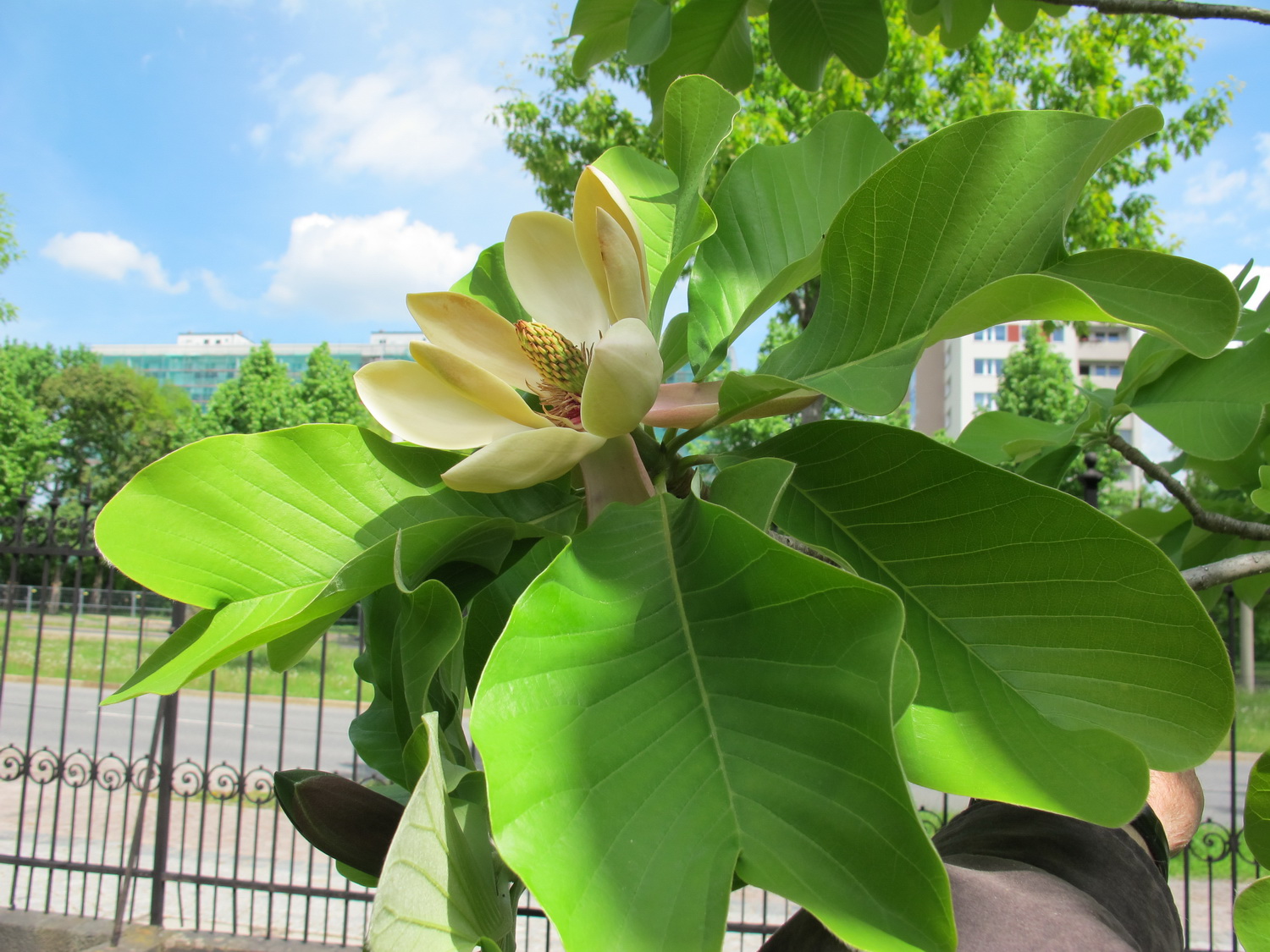 Magnolia officinalis var. biloba - Dresden Botanischer Garten - Mai 2013