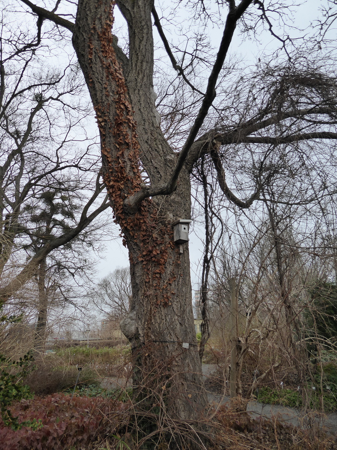 Phellodendron amurense - Dresden Botanischer Garten - Januar 2023