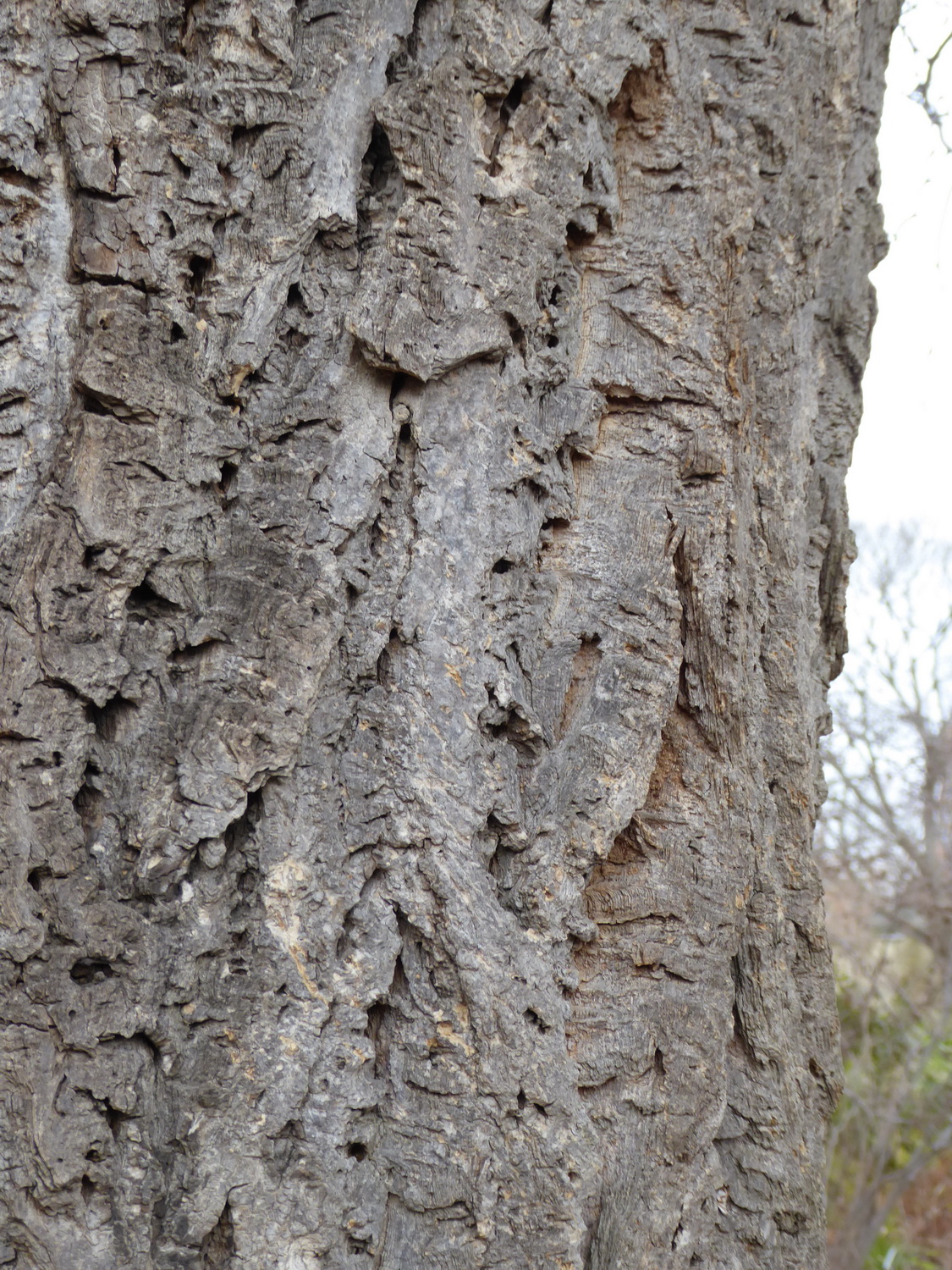 Phellodendron amurense - Dresden Botanischer Garten - Januar 2023