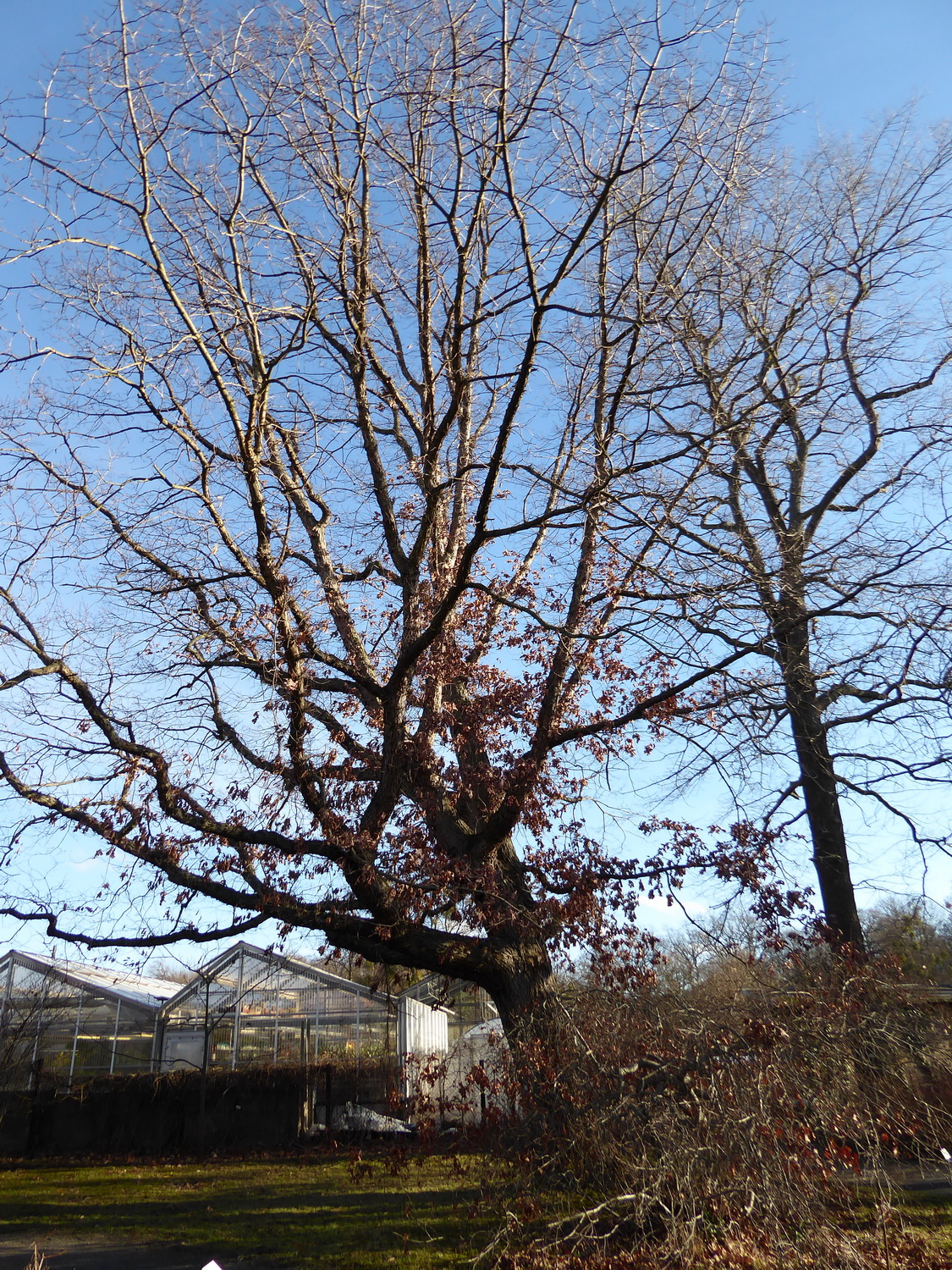 Quercus alba - Dresden Botanischer Garten - Januar 2023