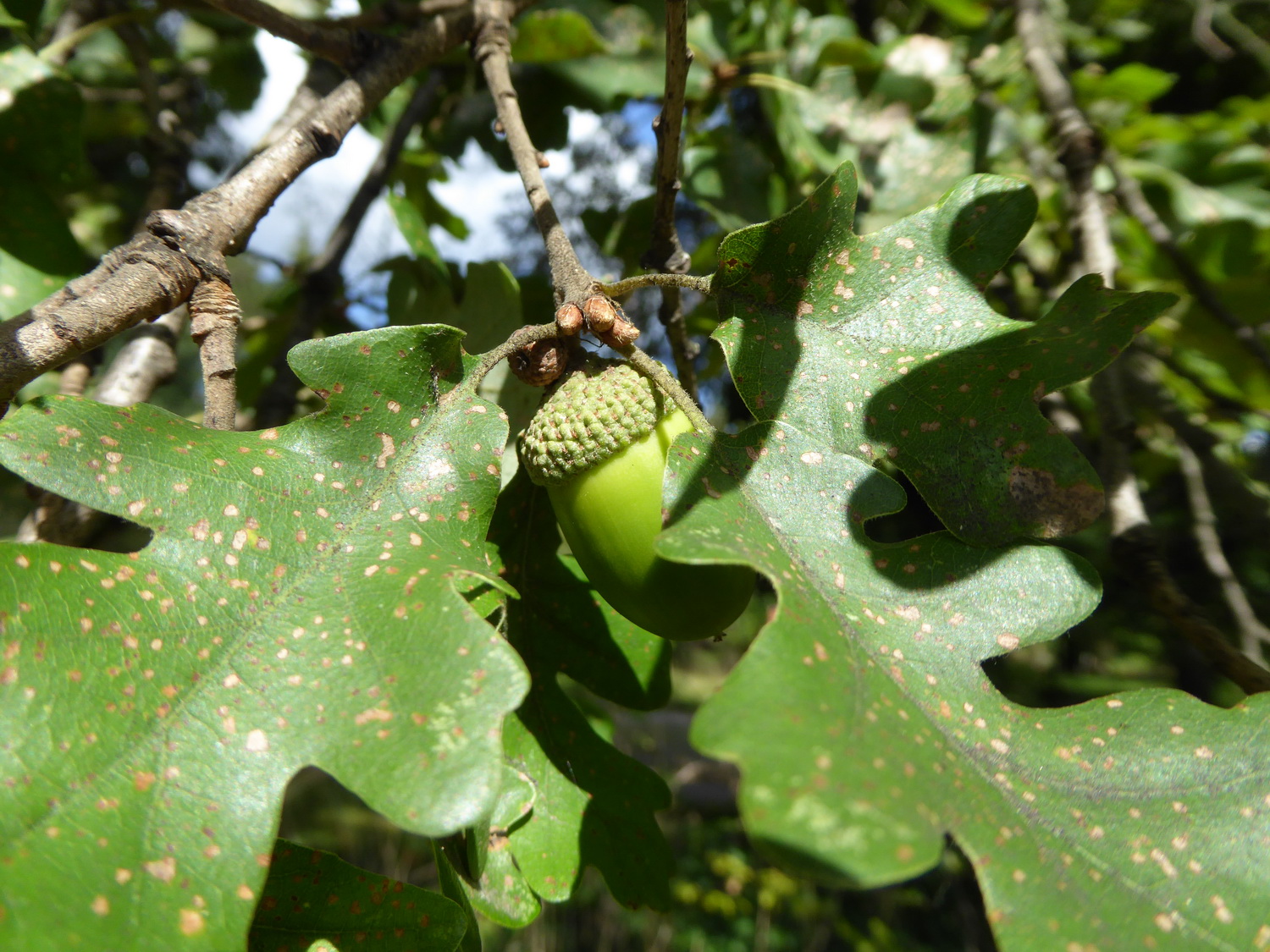 Quercus pubescens - Dresden Botanischer Garten - September 2015