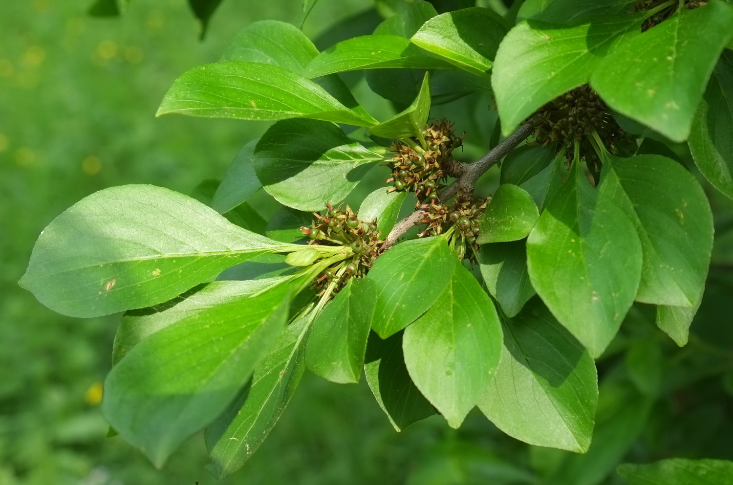 Rhamnus japonica - Dresden Botanischer Garten - April 2014