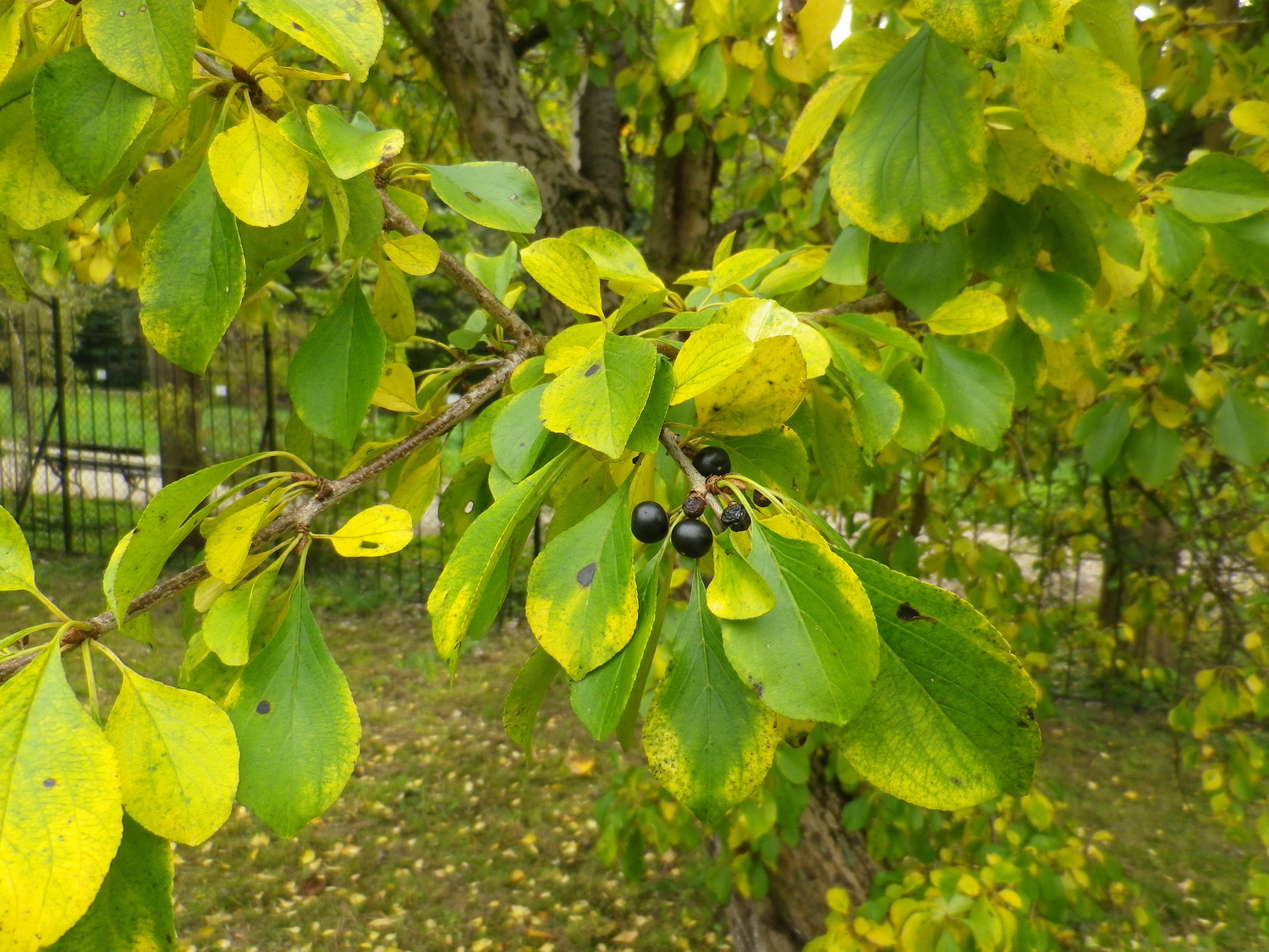 Rhamnus japonica - Dresden Botanischer Garten - Oktober 2012
