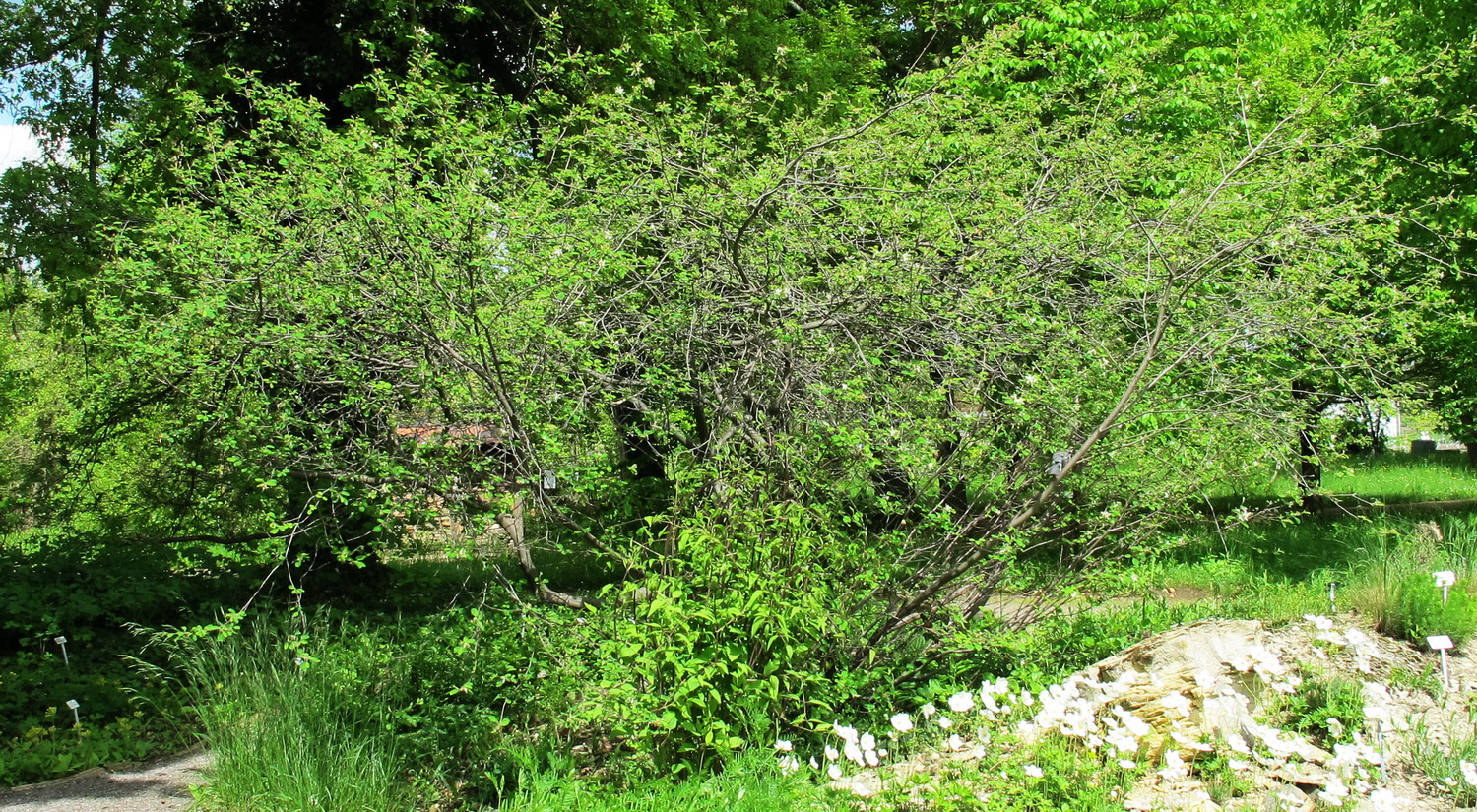 Amelanchier ovalis - Dresden Botanischer Garten - 2013