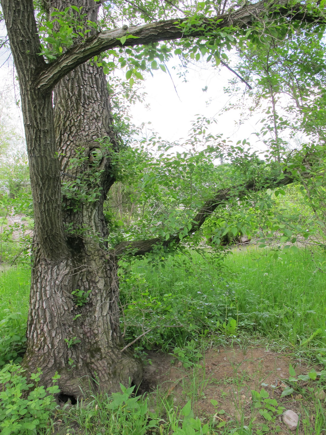 Ulmus pumila - Dresden Botanischer Garten - Mai 2013