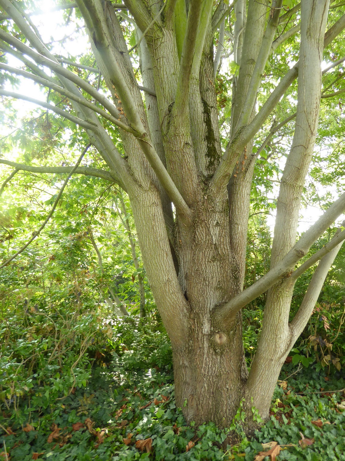 Acer macrophyllum - Dresden Botanischer Garten - August 2025