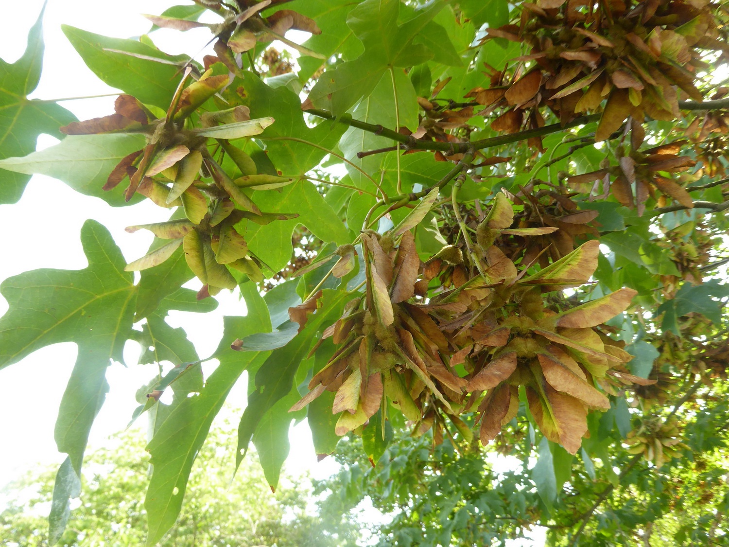 Acer macrophyllum - Dresden Botanischer Garten - August 2025