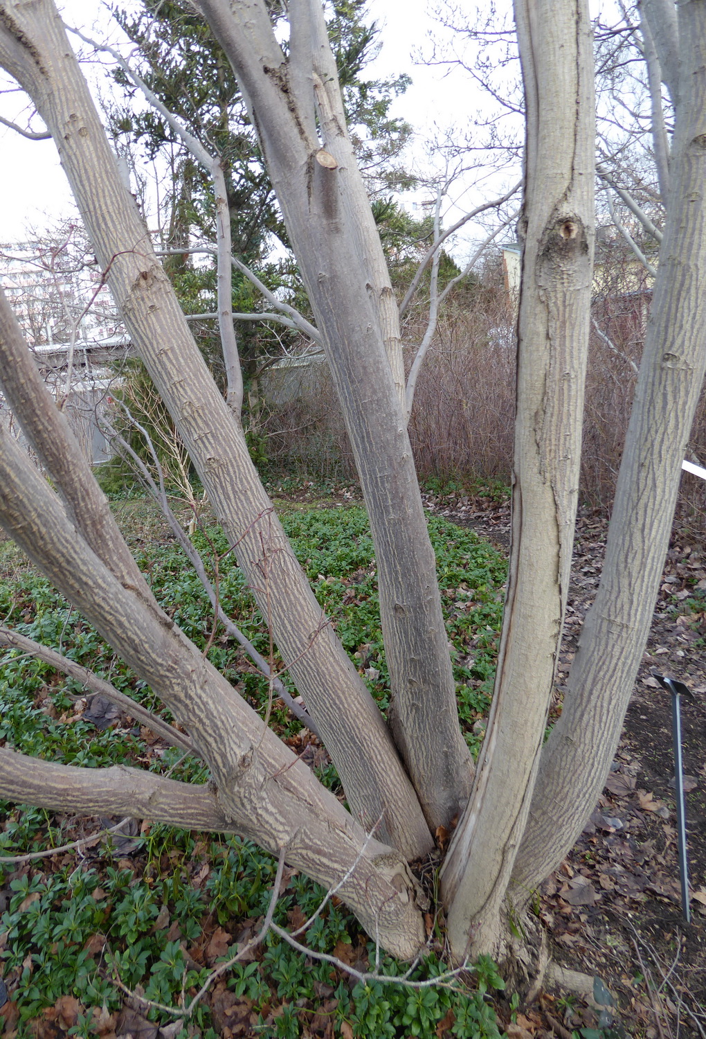 Acer pictum - Dresden Botanischer Garten - Januar 2023