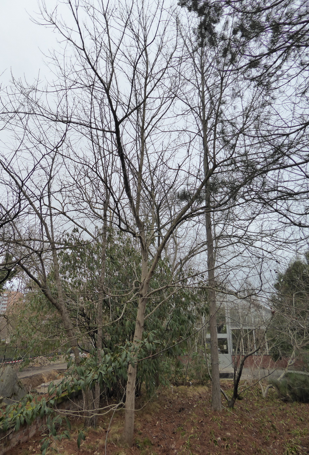 Acer saccharum subsp. nigrum