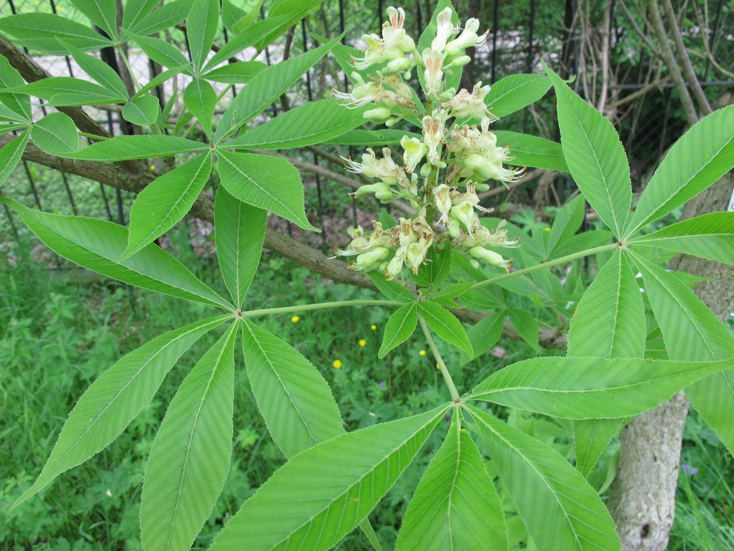 Aesculus glabra - Dresden Botanischer Garten - Mai 2013