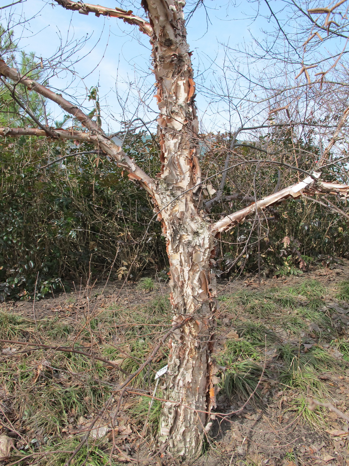 Betula costata - Dresden Botanischer Garten - März 2013