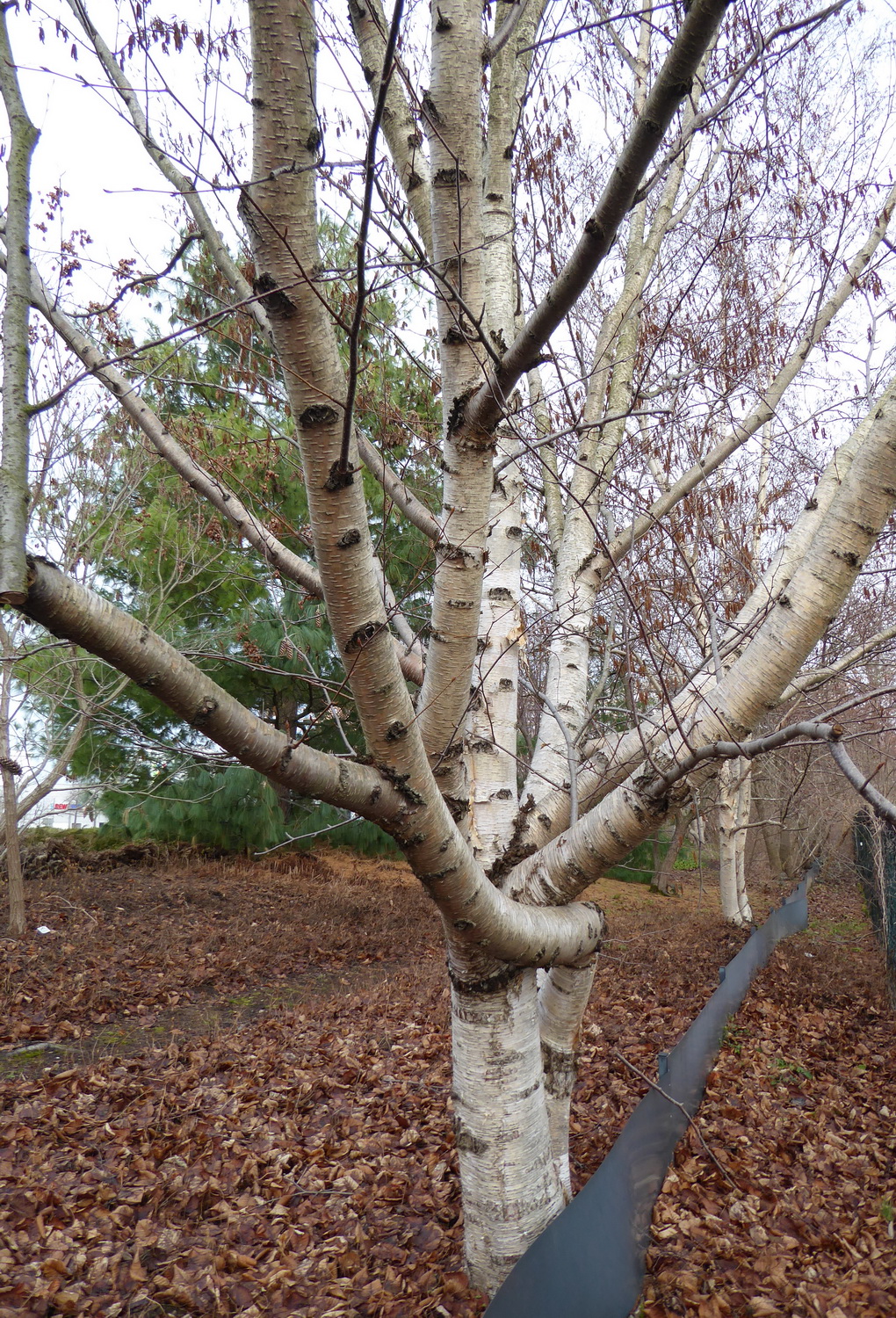 Betula maximowicziana
