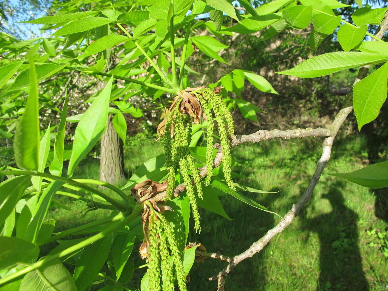Carya laciniosa - Dresden Botanischer Garten - Mai 2013