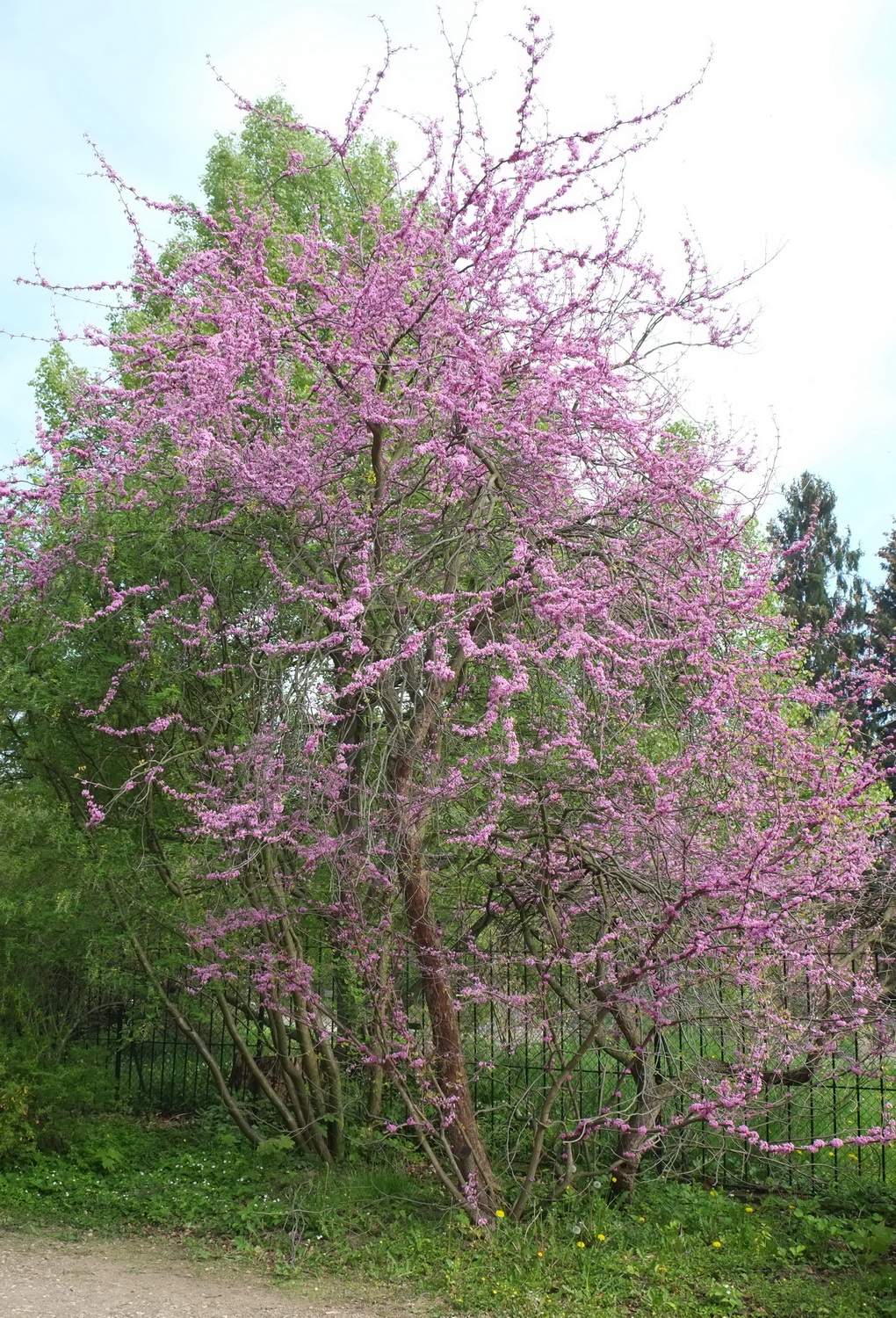 canadensis Cercis