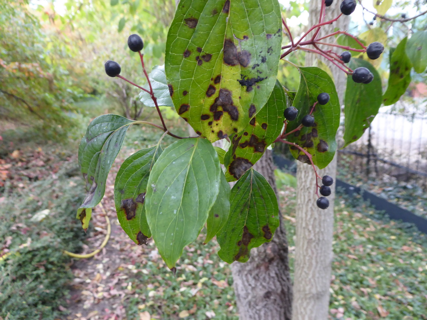Cornus walteri - Dresden Botanischer Garten - Oktober 2021