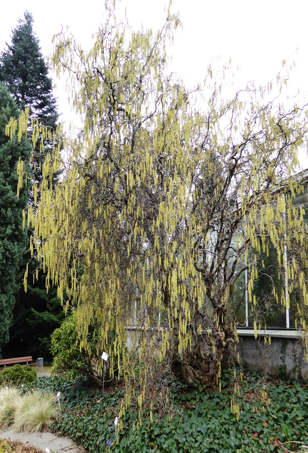 'Contorta' avellana Corylus