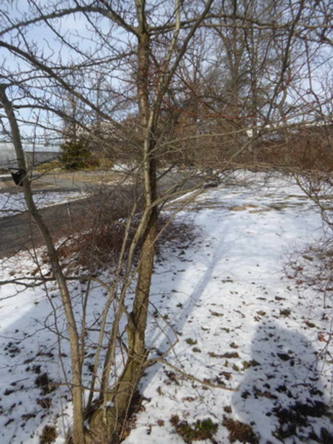 Crataegus crus-galli