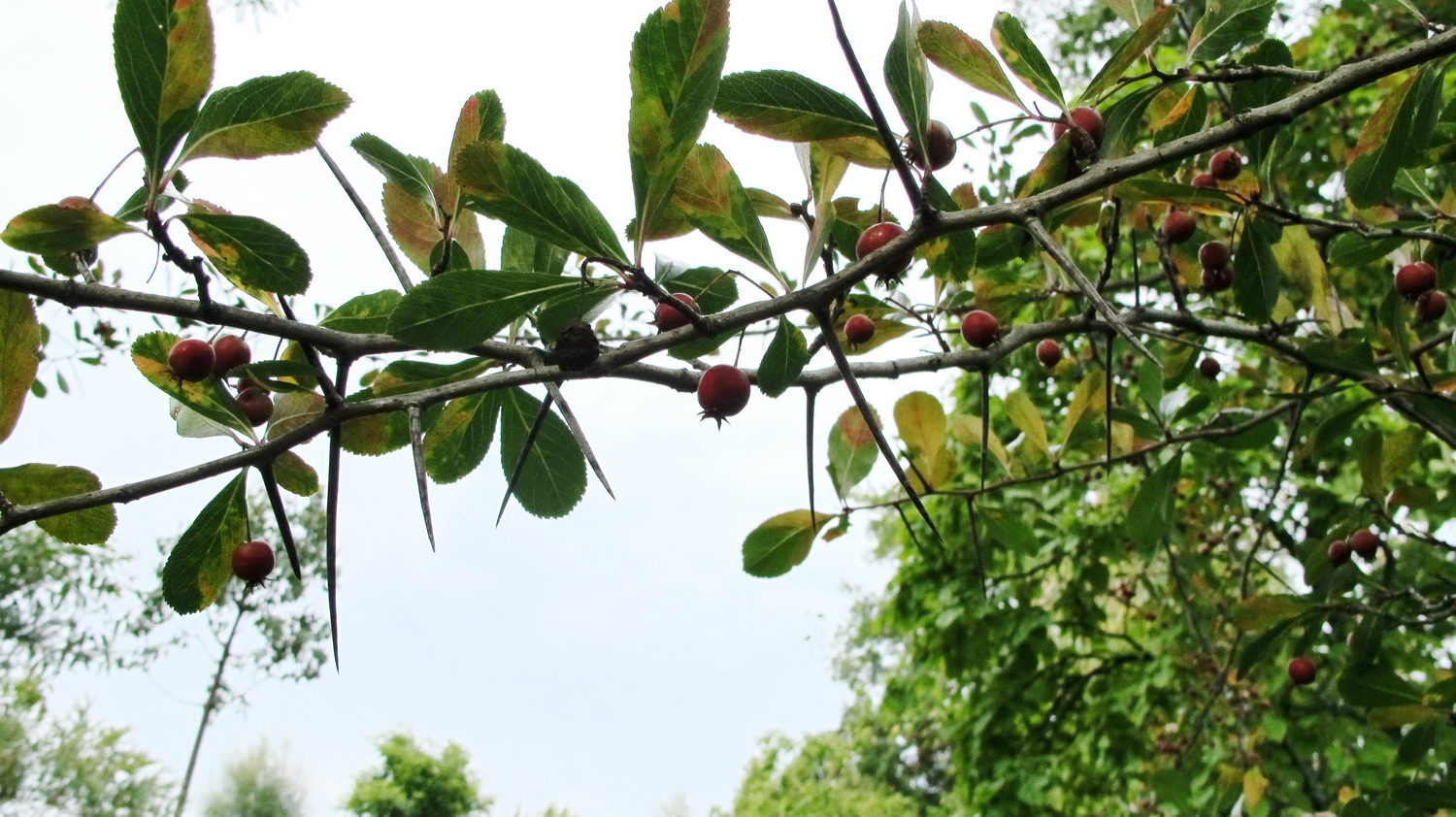 Crataegus crus-galli - Dresden Botanischer Garten - October 2012