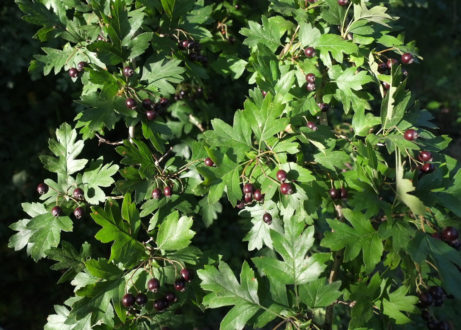 Crataegus nigra - Dresden Botanischer Garten  - September 2013